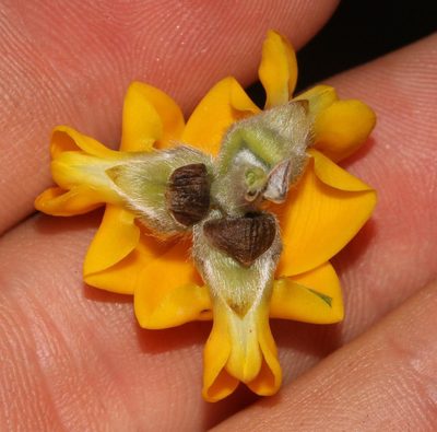 Liparia umbellifera, photographed by Brian du Preez
