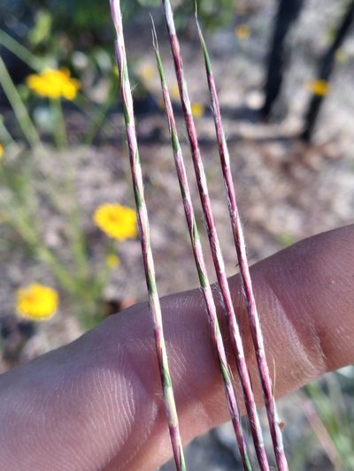 Schizachyrium sanguineum, photographed by Scott Ward