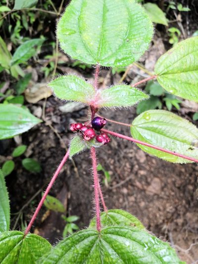Miconia vallartensis, photographed by Ana Nuño