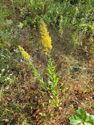 Solidago rigidiuscula, photographed by Elias