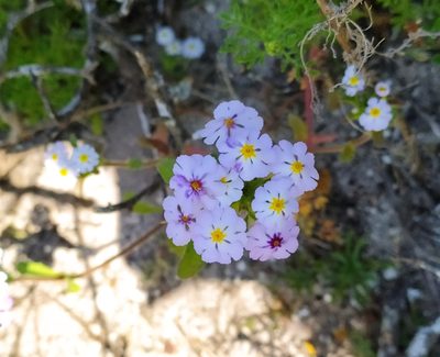 Zaluzianskya villosa, photographed by Aileen Pypers
