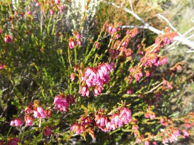 Erica orculiflora, photographed by Tony Rebelo