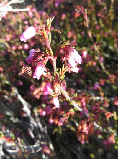 Erica orculiflora, photographed by Tony Rebelo
