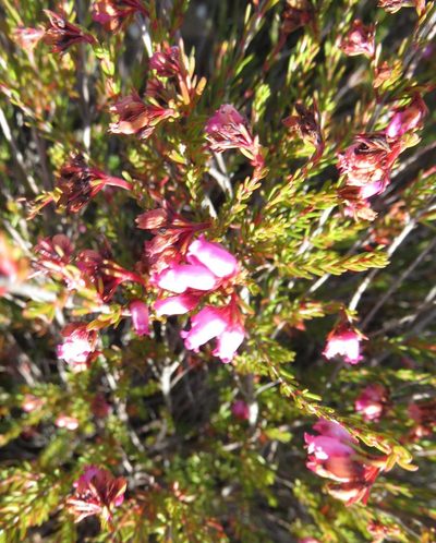 Erica orculiflora, photographed by Tony Rebelo