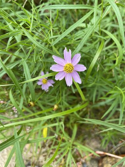 Coreopsis rosea, photographed by Annie Weissman