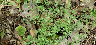 Paronychia canadensis, photographed by Steve Young