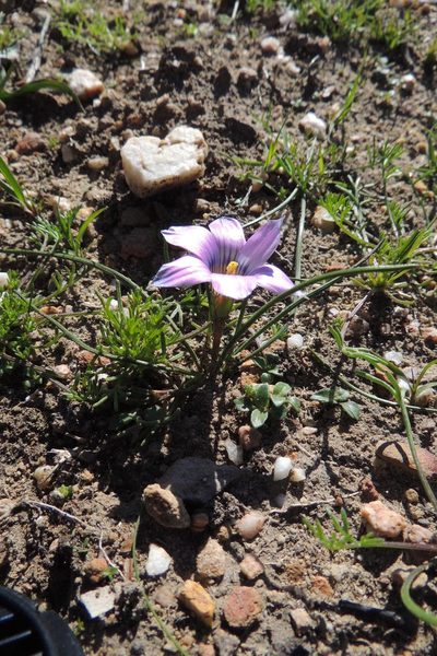 Romulea atrandra, photographed by jillblignaut