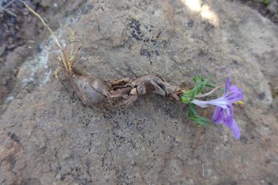 Syringodea longituba, photographed by jillblignaut