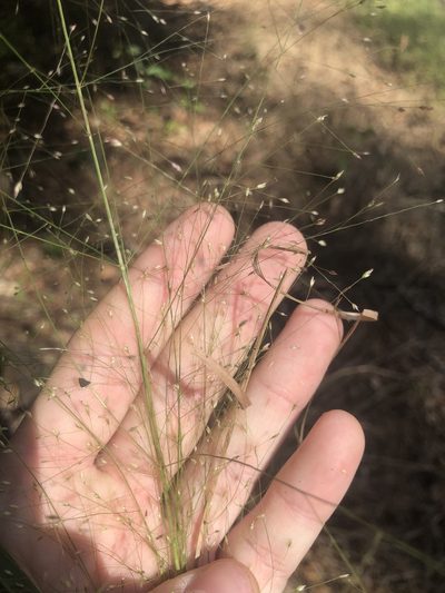 Eragrostis hirsuta, photographed by John Kees