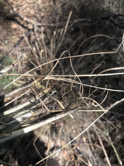 Eragrostis hirsuta, photographed by John Kees