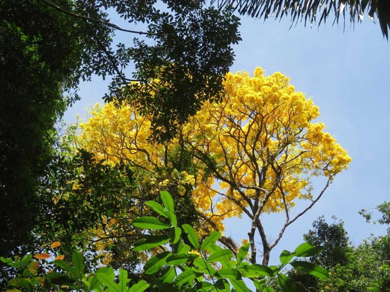 Handroanthus serratifolius, photographed by Max G.W. Verheij