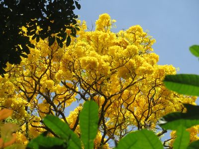 Handroanthus serratifolius, photographed by Max G.W. Verheij
