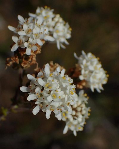 Selago brevifolia, photographed by Nicola van Berkel