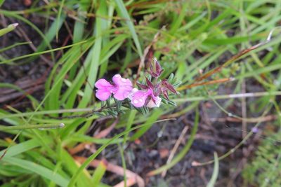 Indigofera concava, photographed by jillblignaut