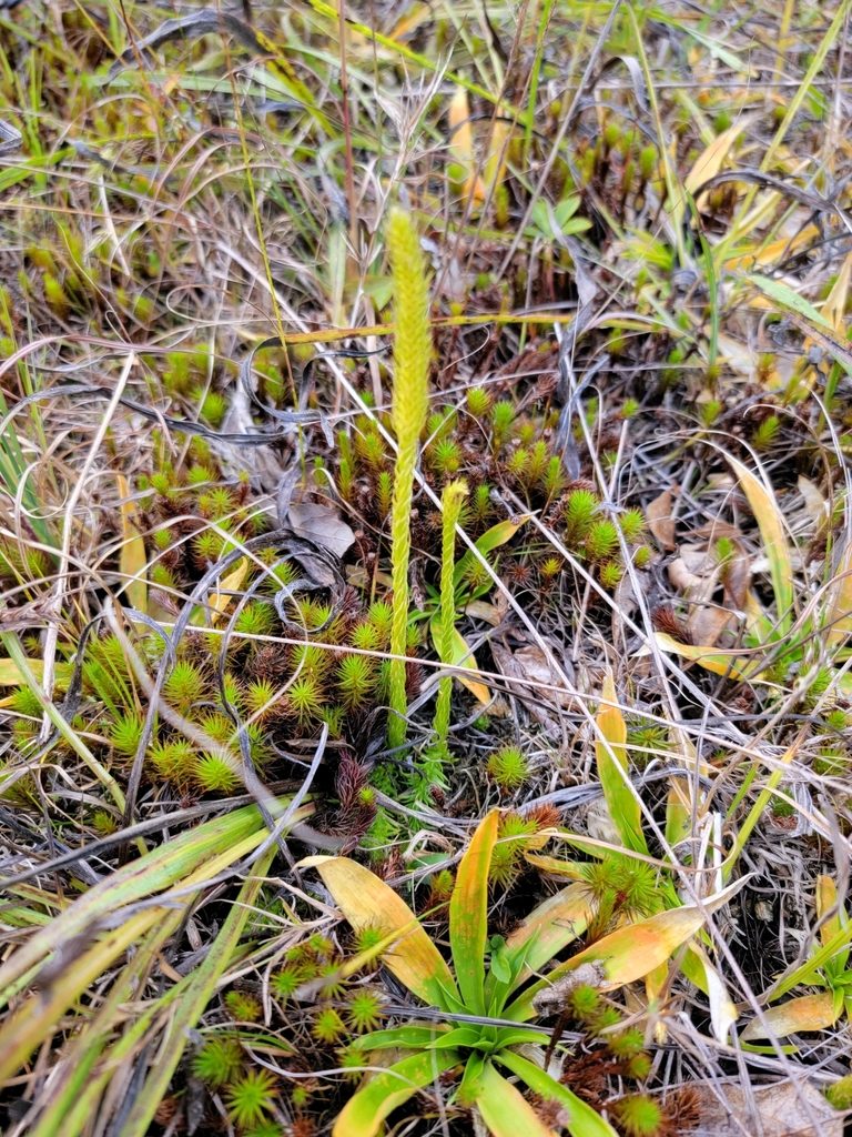 Lycopodiella subappressa, photographed by Elias
