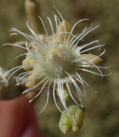 Mesembryanthemum subnodosum, photographed by Nicola van Berkel