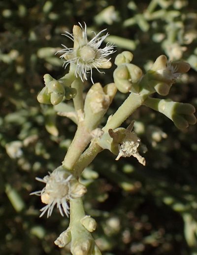 Mesembryanthemum subnodosum, photographed by Nicola van Berkel