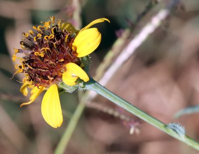 Helianthus ciliaris, photographed by Catherine C. Galley