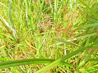 Cyperus longus, photographed by Susan Marley