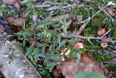 Melampyrum lineare, photographed by Bonnie Semmling