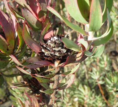 Leucadendron barkerae, photographed by Tony Rebelo