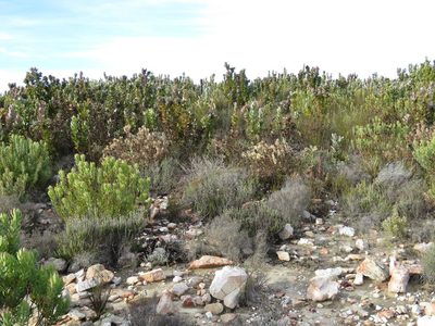 Leucadendron barkerae, photographed by Tony Rebelo