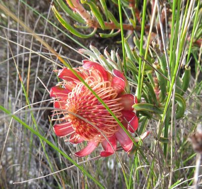 Protea canaliculata, photographed by Tony Rebelo