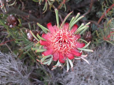 Protea canaliculata, photographed by Tony Rebelo