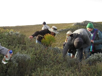 Protea sulphurea, photographed by Tony Rebelo