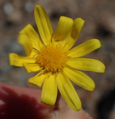 Osteospermum polypterum, photographed by Nicola van Berkel
