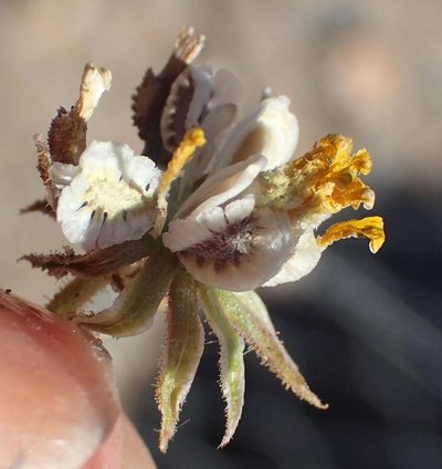 Osteospermum polypterum, photographed by Nicola van Berkel