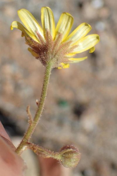 Osteospermum polypterum, photographed by Nicola van Berkel