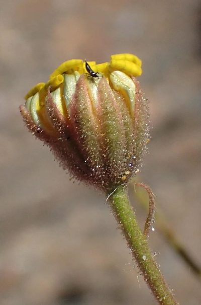 Osteospermum polypterum, photographed by Nicola van Berkel