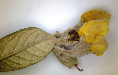 Anastrabe integerrima, photographed by linkie