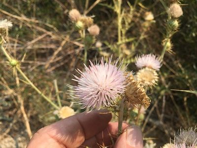 Cirsium mohavense, photographed by Steve Matson