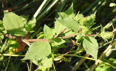 Iva annua, photographed by saltyhiker
