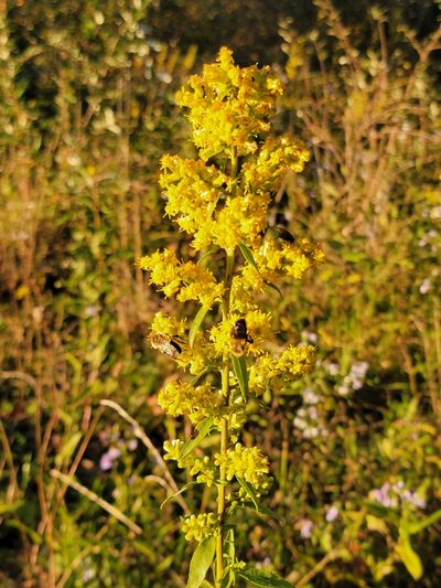 Solidago speciosa, photographed by Elias