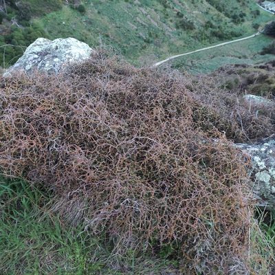 Sophora prostrata, photographed by Jenny Saito