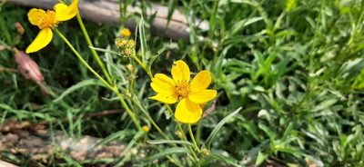 Bidens aurea, photographed by Claudia Ramírez