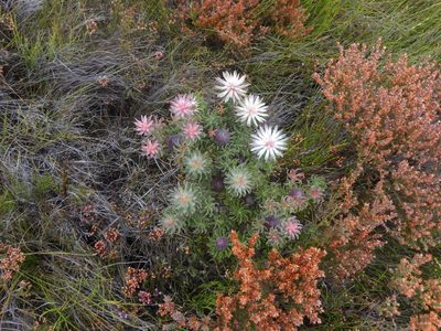 Leucadendron radiatum, photographed by jillblignaut