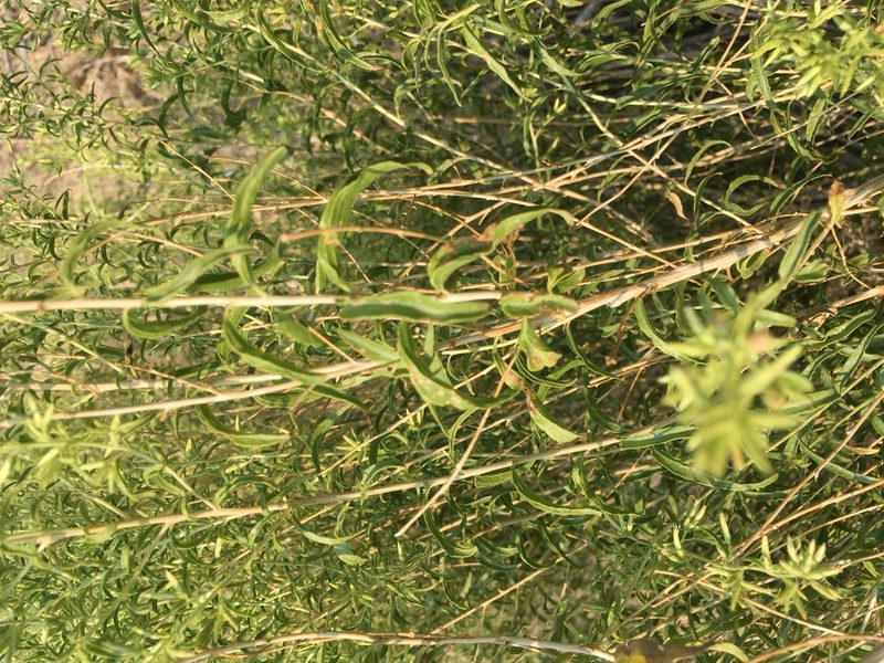 Brickellia longifolia, photographed by Steve Matson