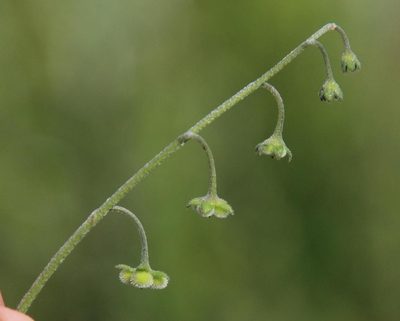 Cynoglossum hispidum, photographed by Tony Rebelo