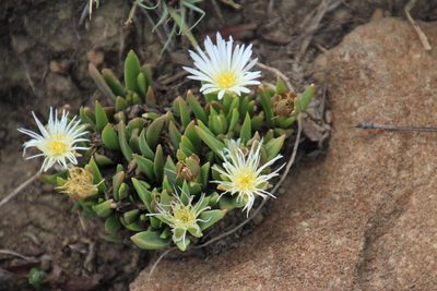 Delosperma carolinense, photographed by Tony Rebelo