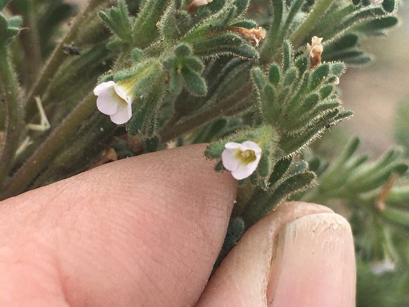 Phacelia affinis, photographed by Steve Matson
