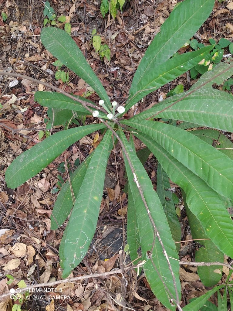 Gustavia angustifolia, photographed by Ileana Herrera