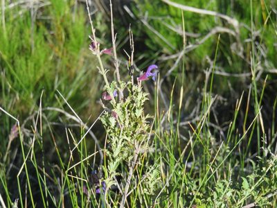 Salvia albicaulis, photographed by Tony Rebelo