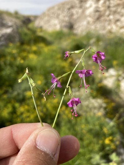 Cyphomeris gypsophiloides, photographed by Cecelia Alexander