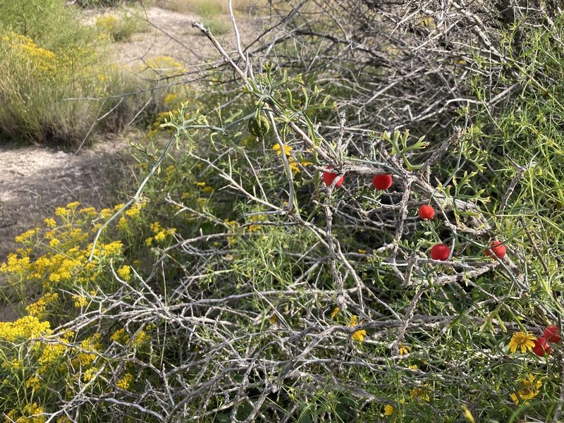 Ibervillea tenuisecta, photographed by Cecelia Alexander