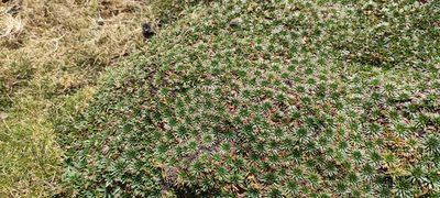 Plantago rigida, photographed by Santiago Martín-Bravo
