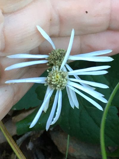 Eurybia mirabilis, photographed by Becky Dill